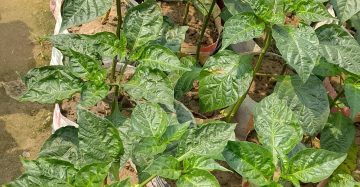 বমবে মরিস।  সাইজ।  ছোট, বারমাস মরিস ধরে